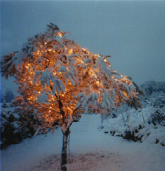 Une nouvelle fois la neige est tombé a Trets en 2001 le 14 décembre . De magnifiques paysages blancs sur fond d'illuminations de Noël ont fait la joie des tretsois.